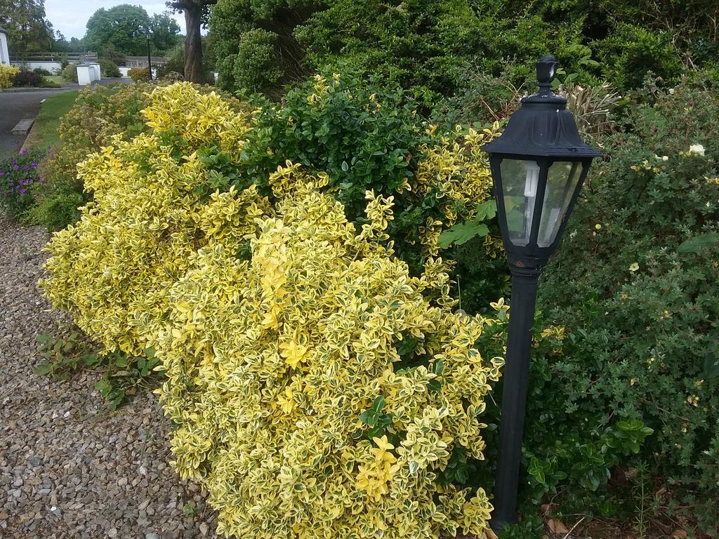 Rocksberry Bed & Breakfast Castlebar Exterior foto