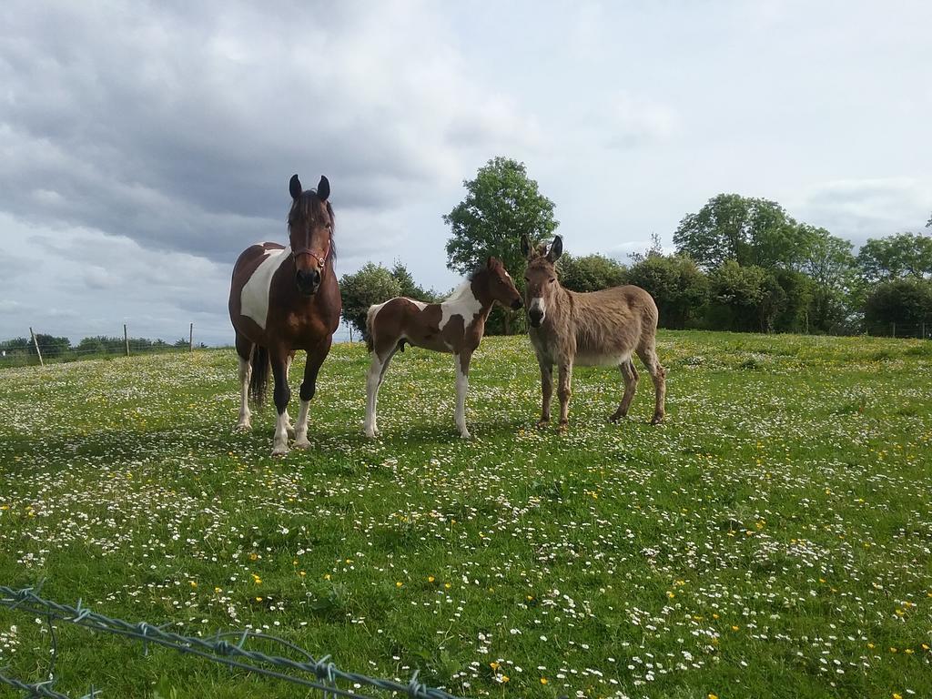 Rocksberry Bed & Breakfast Castlebar Exterior foto